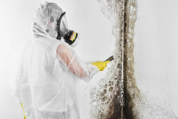 Best DIY Mold Remediation Support Services in West Deland, FL