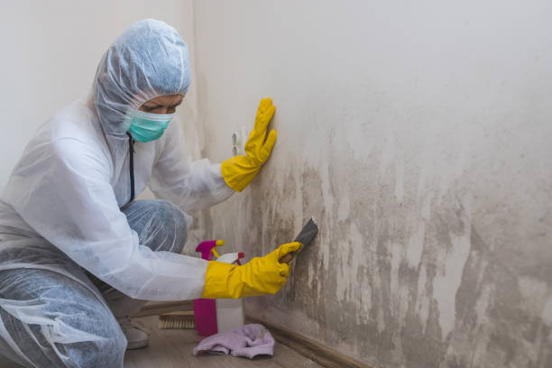 Best Mold Remediation for Specific Building Types in West Deland, FL