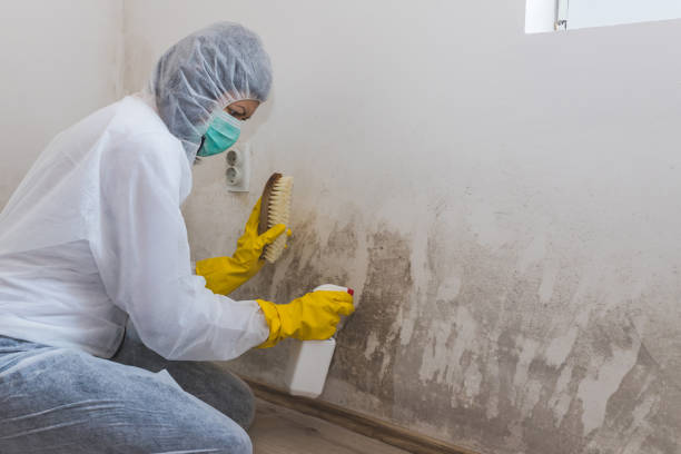 Best Kitchen Mold Remediation in West Deland, FL