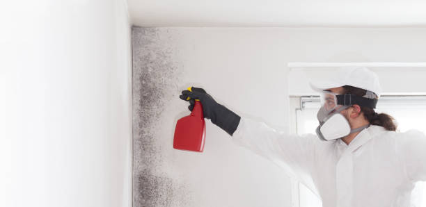 Best Residential Mold Remediation in West Deland, FL