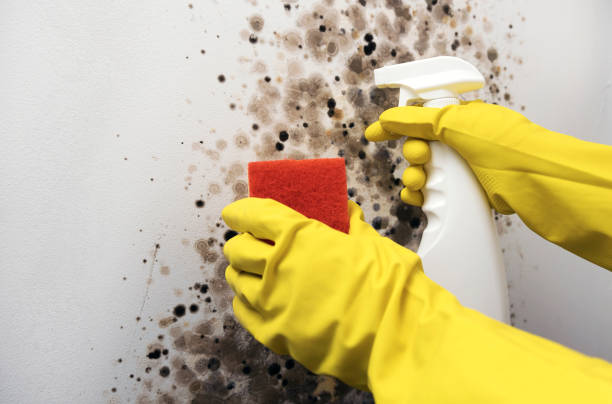 Best Commercial Mold Remediation in West Deland, FL