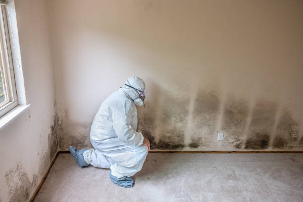 Best Industrial Mold Remediation in West Deland, FL