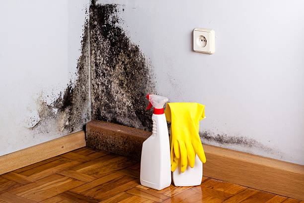 Best Preventive Mold Services in West Deland, FL