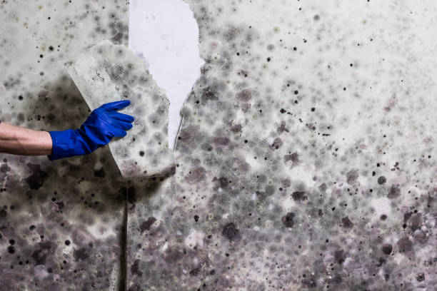 Best Insurance-Related Mold Remediation in West Deland, FL
