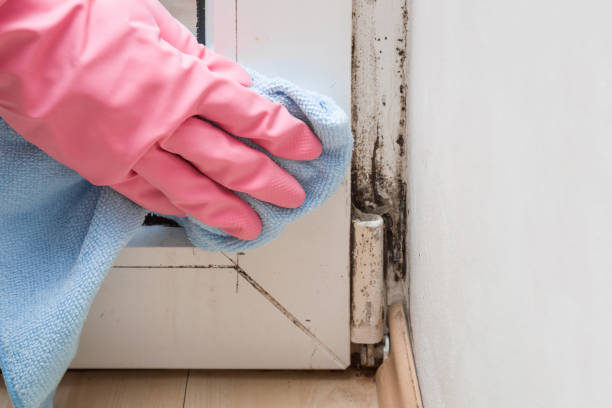 Best Basement Mold Remediation in West Deland, FL